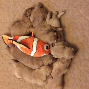 Meet your Posher, Dawn